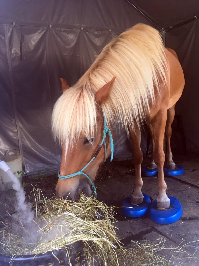 Pferd in der Sole-Kammer auf Balance-Pads